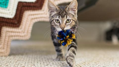 A cat carrying a toy in its mouth