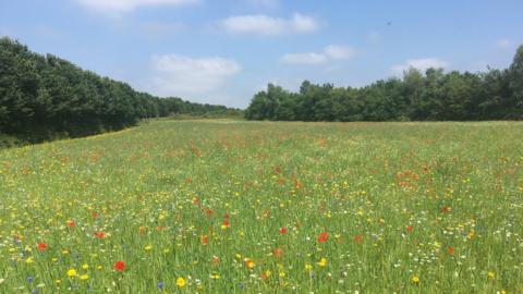 Ludwell Valley Park