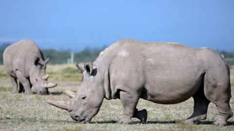 northern-white-rhinos