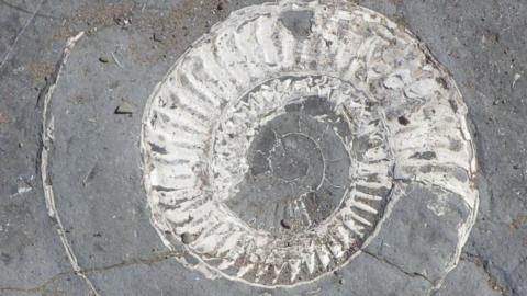 An Ammonite in rock at Helwell Bay
