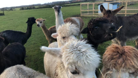 Larry with the alpaca flock