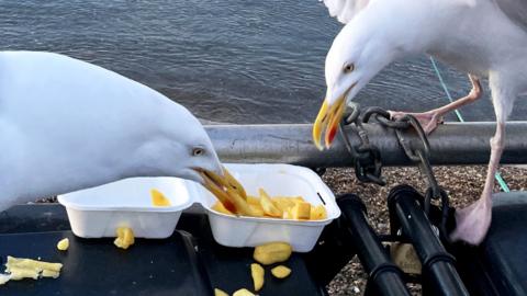 Seagulls eating chips in by the seaside