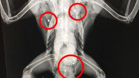 An X-ray of shot peregrine