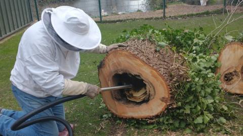 Bees inside tree trunk being collected by beekeeper