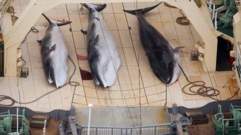 File photo: Three minke whales dead on the deck of the Japanese factory ship Nisshin Maru inside a Southern Ocean sanctuary, according to anti-whaling activists Sea Shepherd, 5 January 2014