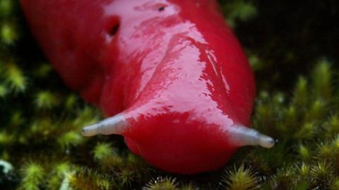 Large fluorescent slug on moss