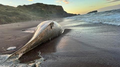 Dead whale laying on a deserted beach