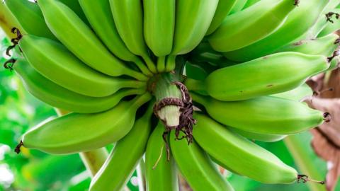 Banana plant in forest