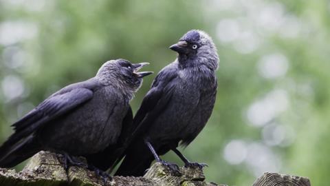 Jackdaw