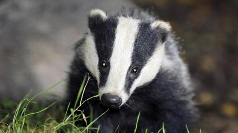 A badger looks at the camera