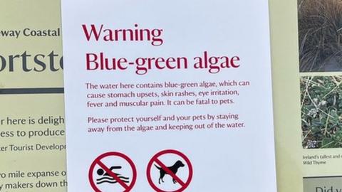 Blue green algae can be harmful to humans and is highly toxic to animals.