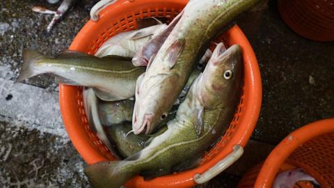 Fish on a boat in the North Sea