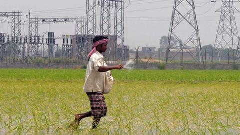 A farmer walks through a lush rice field in rural India with electricity pylons in the background