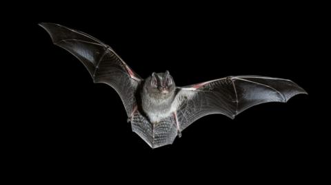 A bat in mid‑flight against a black background. The bat’s wings are fully extended.