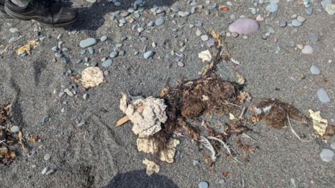 White blobs are photographed on the shoreline among rocks, seaweed and sand.