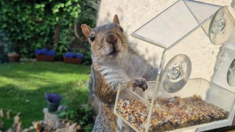 squirrel