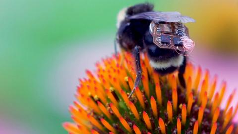 A bee with a backpack of electronics