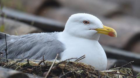 Seagull nest
