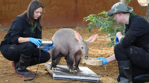 Keepers Angela Robinson and Harry Maskell with Nacho the aardvark