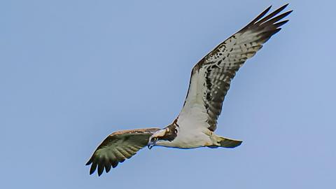 Osprey in flight at Ranworth Broad