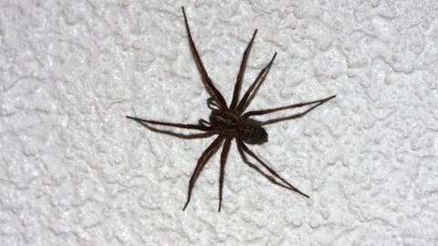 A house spider