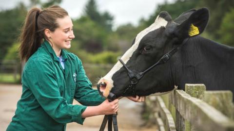 Vet nurse and cow