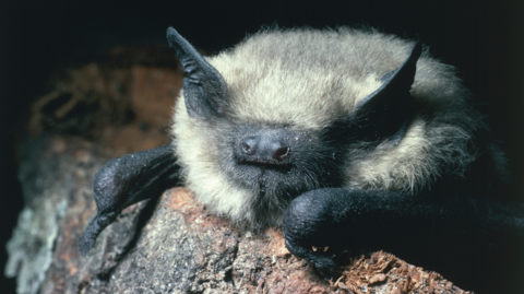 A common pipistrelle is in the middle sat on a piece of red brick. It has black ears, face and arms, and has a beige coloured body.