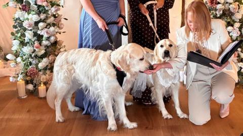 Two dogs get married at a wedding ceremony. They are surrounded by flowers. 