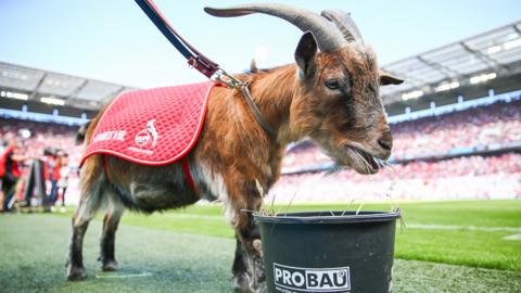 Cologne mascot, Hennes VIII - a goat.