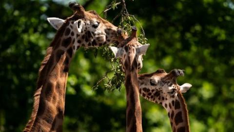 Giraffes