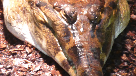 A Tomistoma crocodile