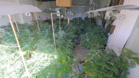 Cannabis plants found at property in Dunsmore Close