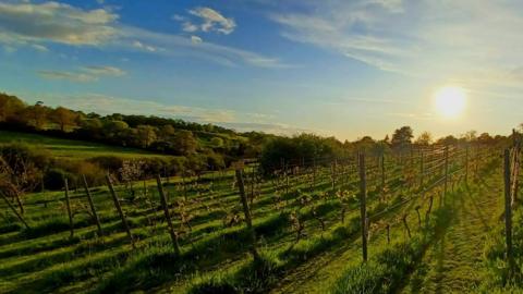 A vineyard at sunrise