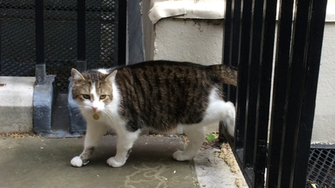 Larry the Downing Street cat