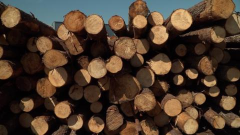 Piles of logs