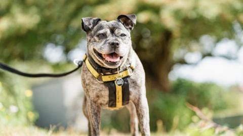 A Staffordshire bull terrier and pug crossbreed. It is wearing a collar and it is on a lead. It is standing at a park.