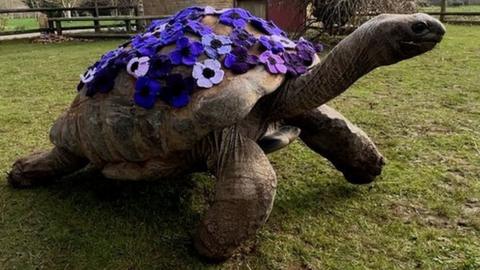 George the Giant Tortoise