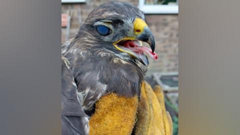 Injured buzzard