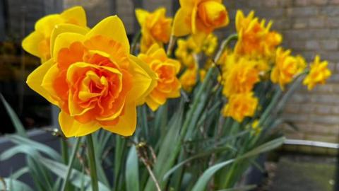 Madam Speaker daffodil variety