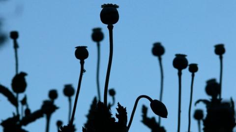 Opium poppies silhouetted in a field