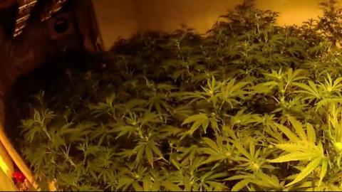Cannabis plants discovered in Faversham