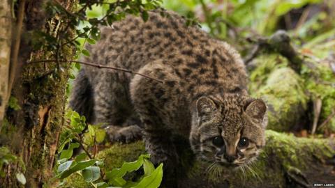 Güiña wildcat of Chile