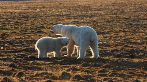 The mother of the dead polar bear and her cub