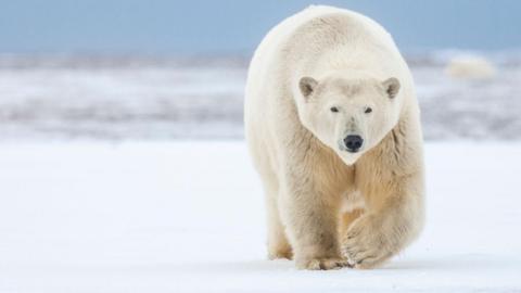 A large polar bear walks across a snowy landscape.