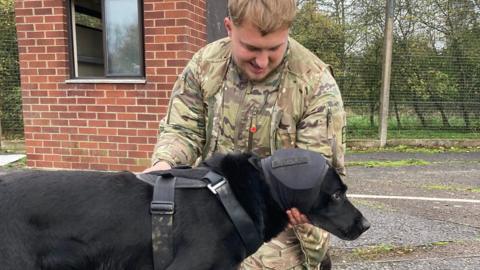 A dog handler in camouflage uniform with a black dog wearing equipment strapped to its head and upper back