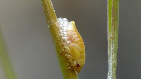 Juvenile spittlebug