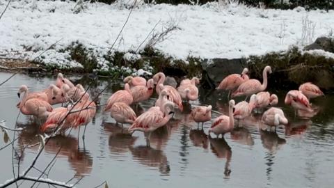 Flamingos in water with snow on the grass behind