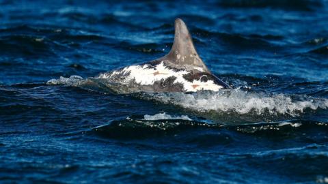 Sunburned dolphin Spirtle