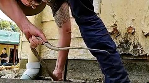 Man pulling snake from under house