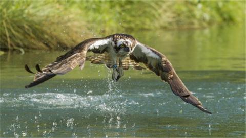 A picture of an osprey